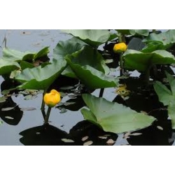 nymphoides peltata - nilüfercik